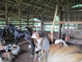 /album/galleria-foto-prima-farm/img-5825-copia-jpg/